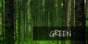 dense green forest